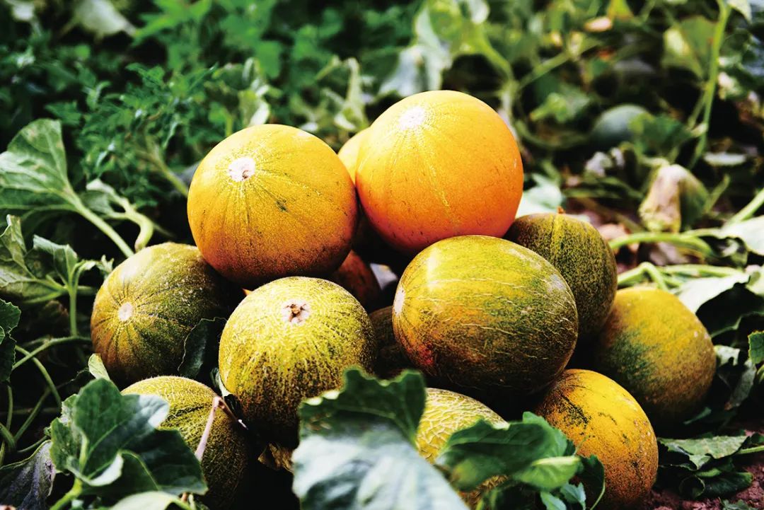 1691462421330000319.jpg 1691462421330000319.jpg