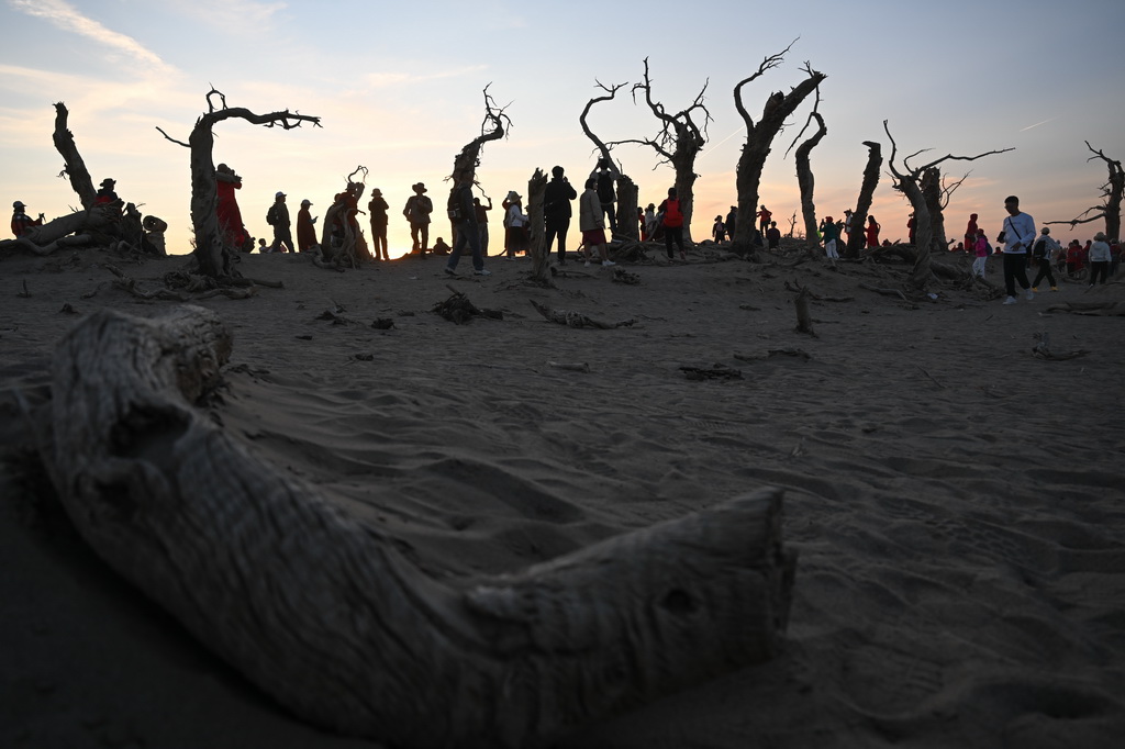 2024年10月14日,游客在内蒙古阿拉善盟额济纳旗怪树林景区游玩。新华社记者 贝赫 摄