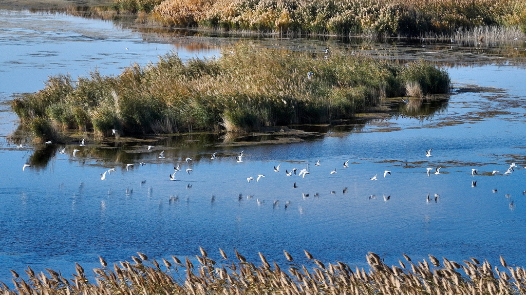 2024年10月14日在内蒙古阿拉善盟额济纳旗拍摄的居延海景区(无人机照片)。新华社记者 贝赫 摄