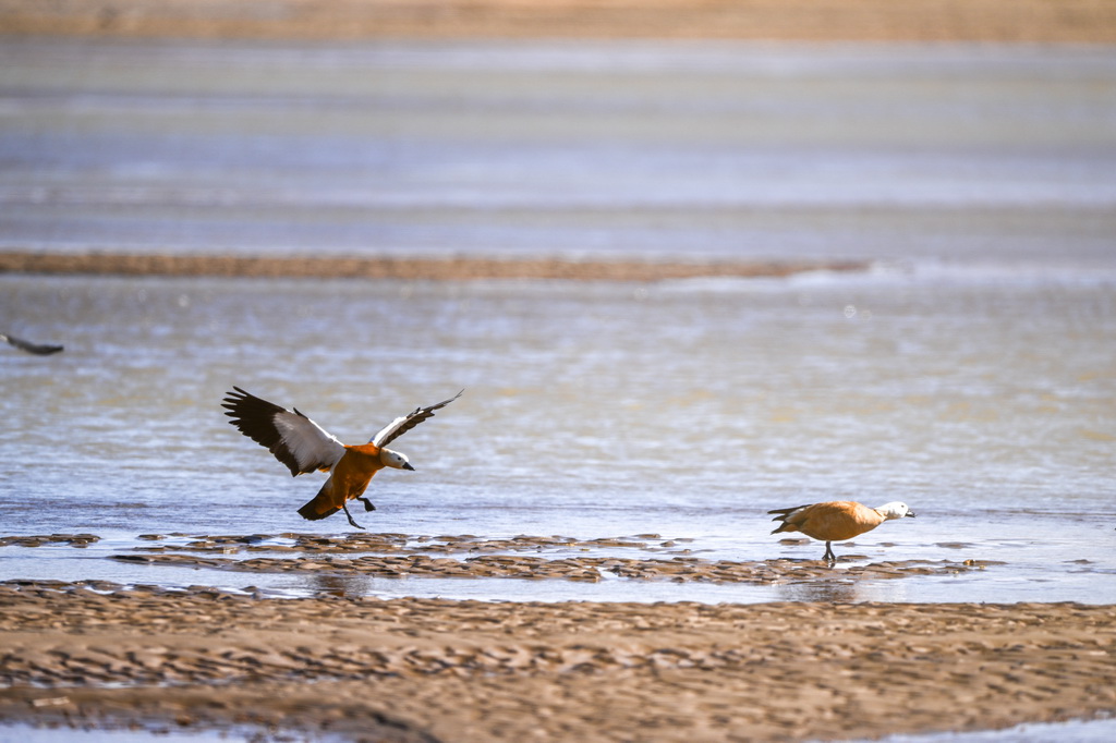 2025年4月22日在内蒙古阿拉善盟额济纳旗弱水河拍摄的赤麻鸭。新华社记者 马金瑞 摄