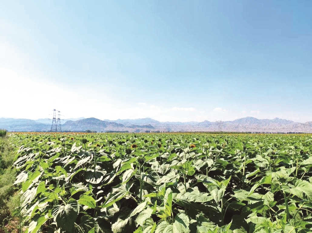 蒙汉村向日葵田