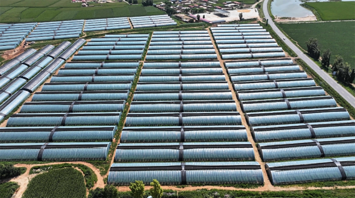 红明村现代化设施农业大棚