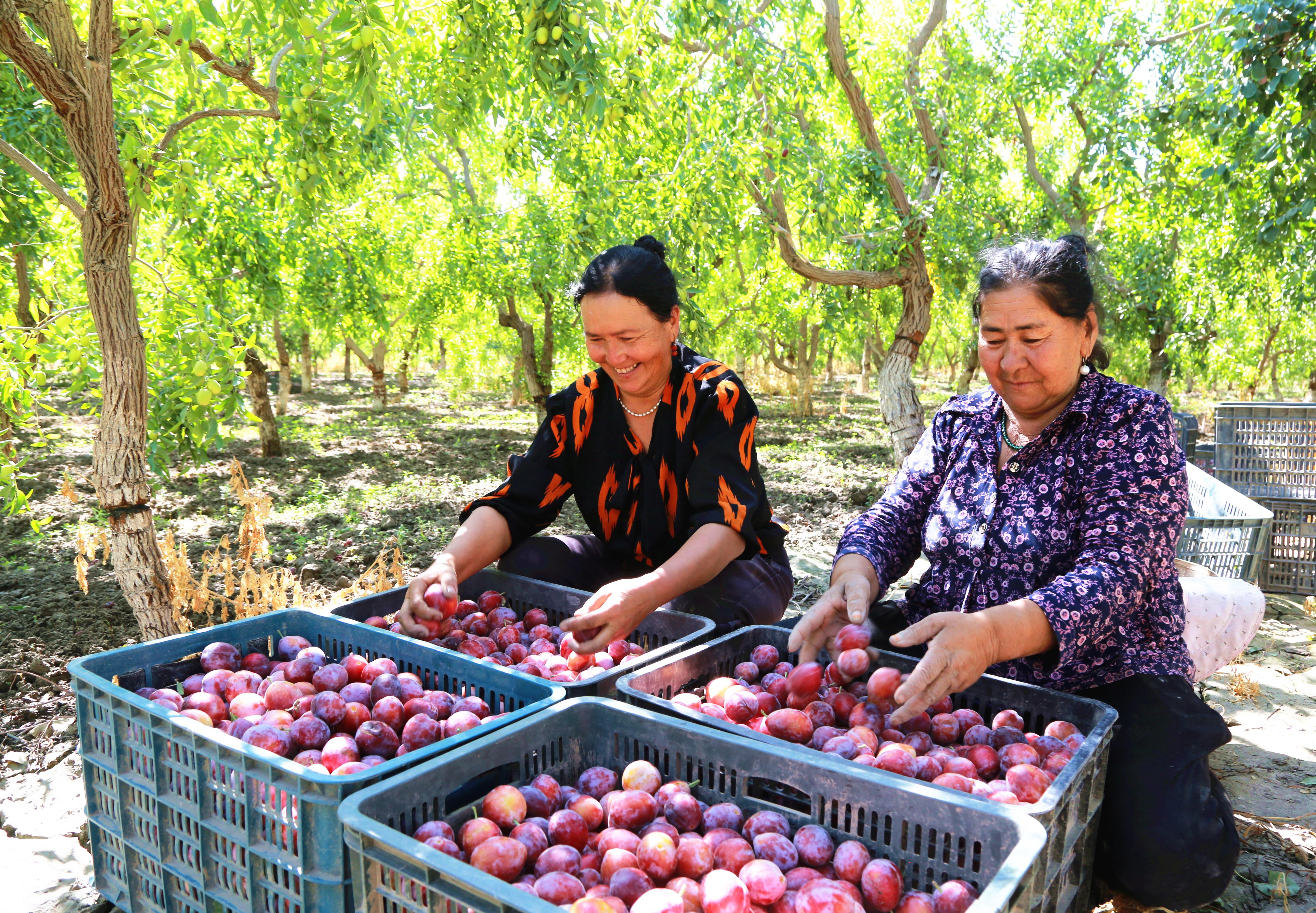 △2025年8月19日,新疆阿克苏地区阿瓦提县塔木托格拉克镇阿克亚村,果农分拣西梅。