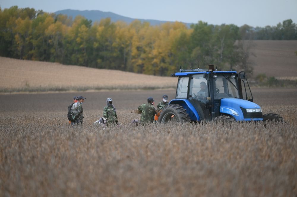 近日,引龙河农场科技园区技术人员为试验种植的大豆品种进行机械脱粒。(受访者供图)
