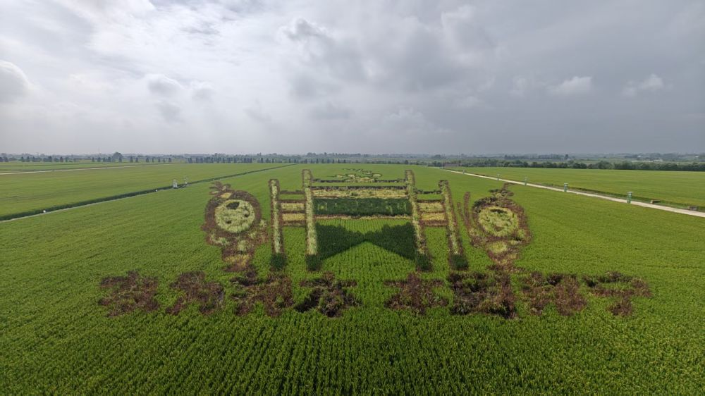 小岗村一片高产示范田块。新华社记者 陈诺 摄