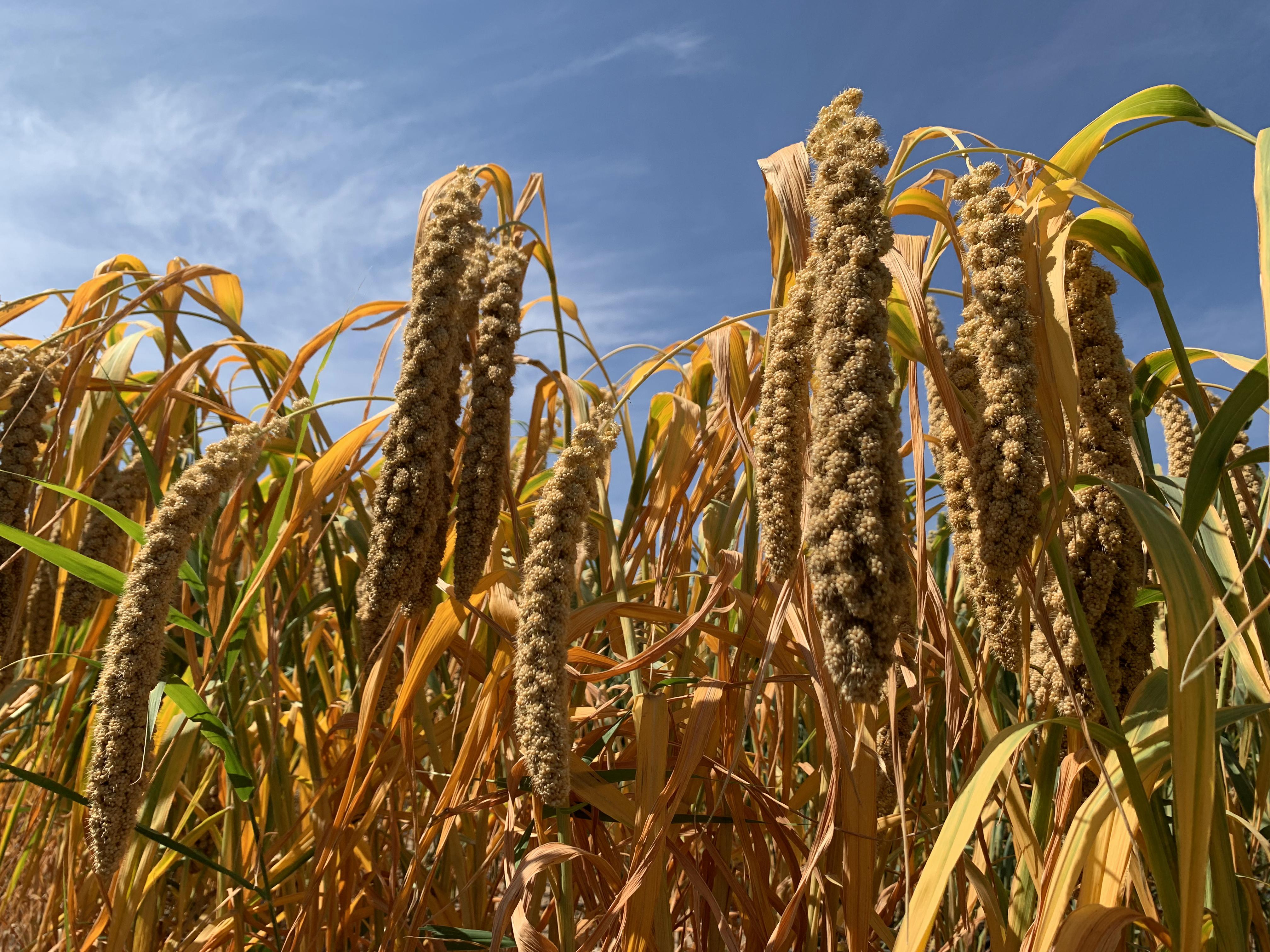 巴吉沟村旱坡地杂粮丰收。王雅琪 摄