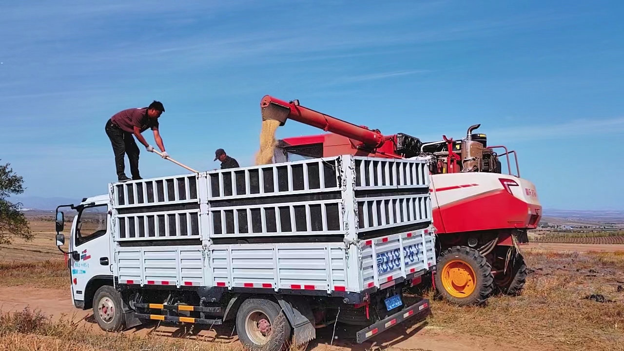 5万亩杂粮集中连片 “统种共富”绘就金秋好“丰”景