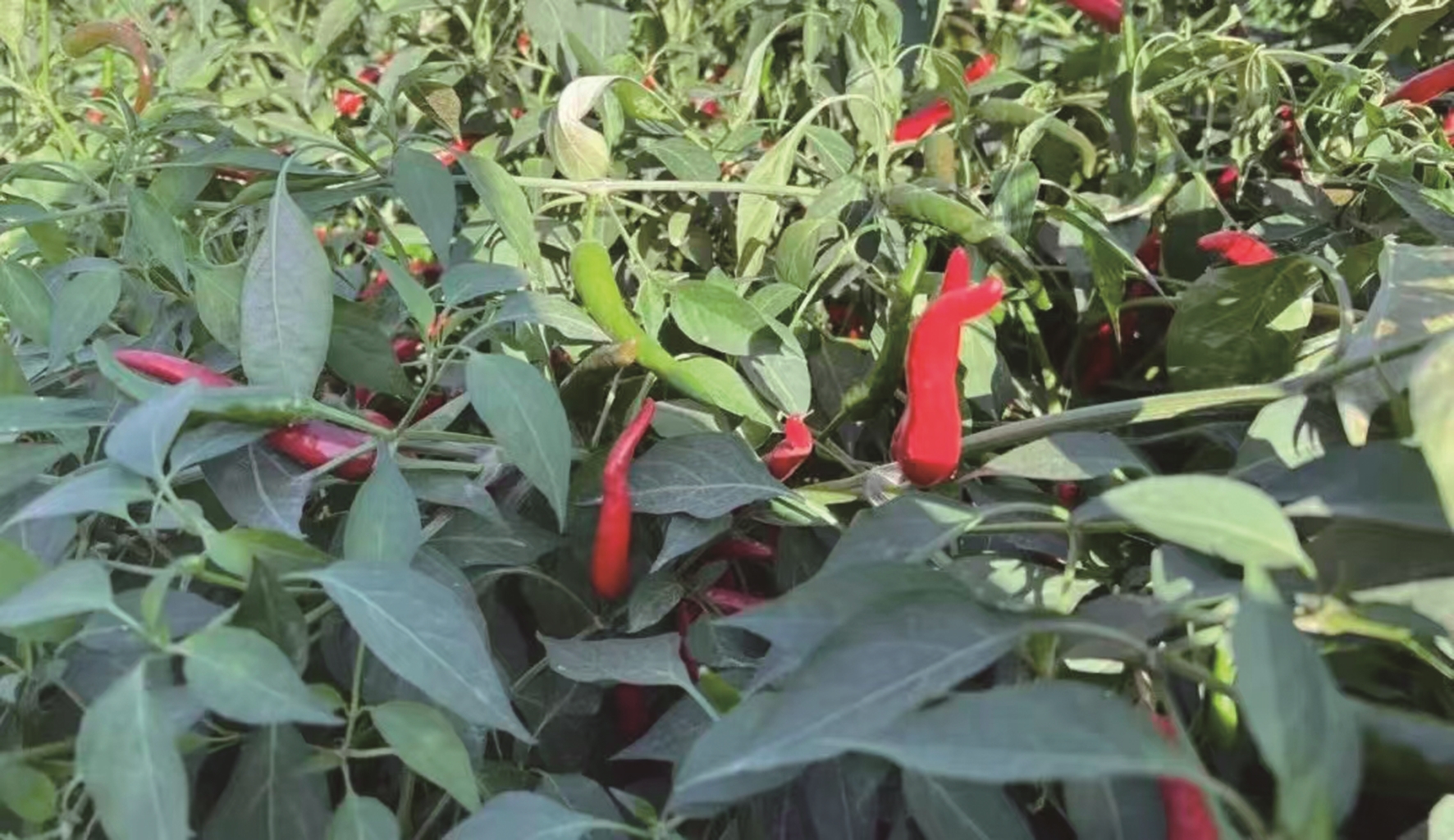 团结村朝天椒丰收