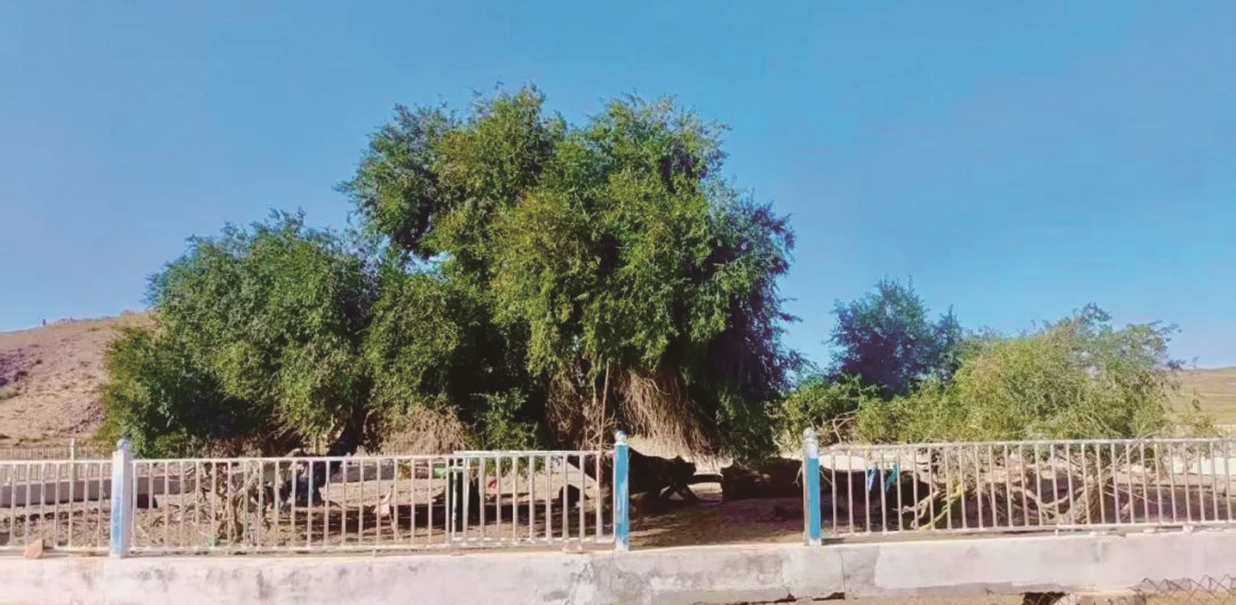 投保的国家一级保护古树