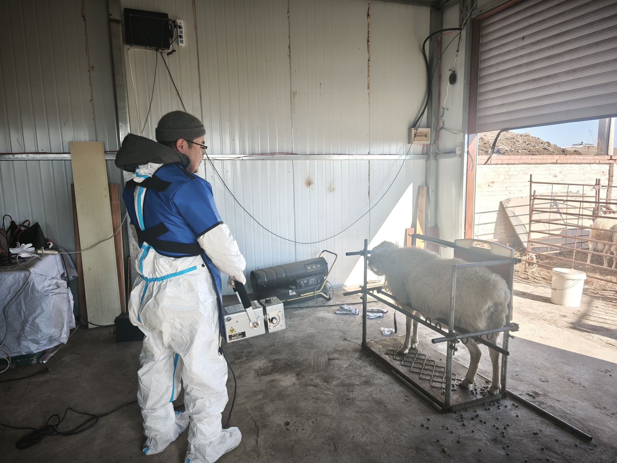 科研人员呼伦贝尔短尾羊开展“体检”(代牟 摄)