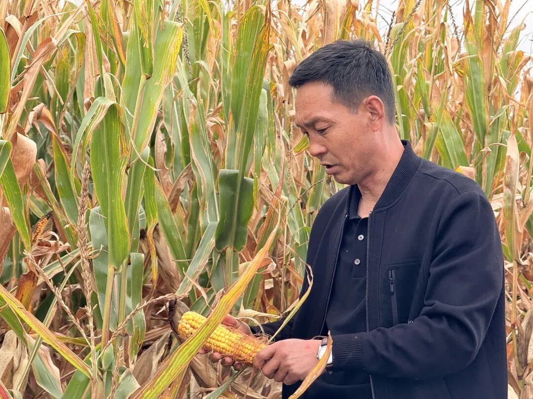 柴登村的玉米喜获丰收(东胜区融媒体中心供图)