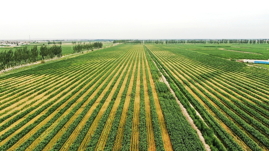 民丰村万亩小麦玉米绿色生产示范园区(资料图)