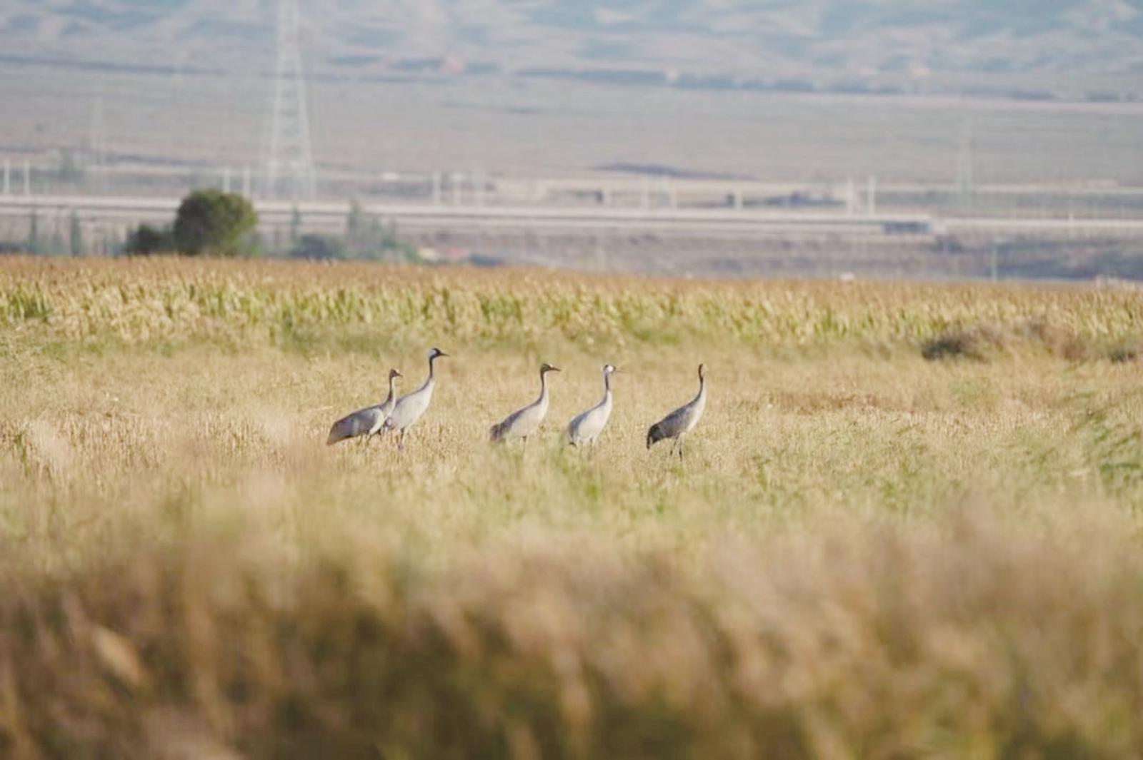 国家二级保护动物灰鹤