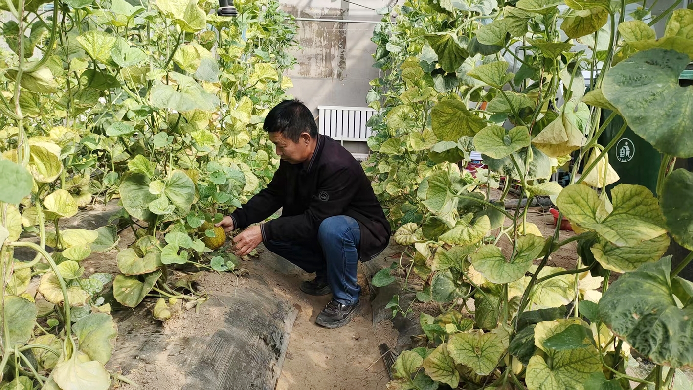 察看华莱士瓜长势