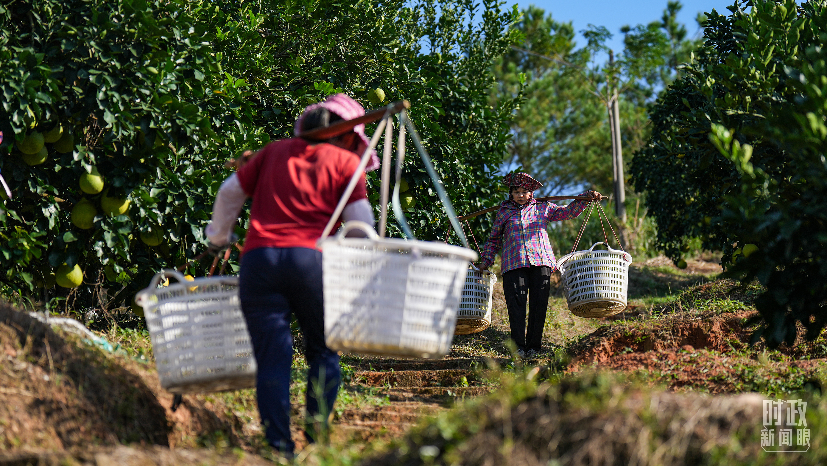 △南福村的果农。(总台记者李晋拍摄)