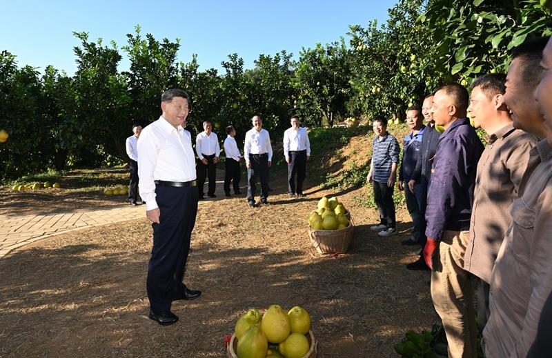 △11月7日,习近平总书记在广东梅州梅县区雁洋镇南福金柚种植基地考察时,同果农和农技人员亲切交流。