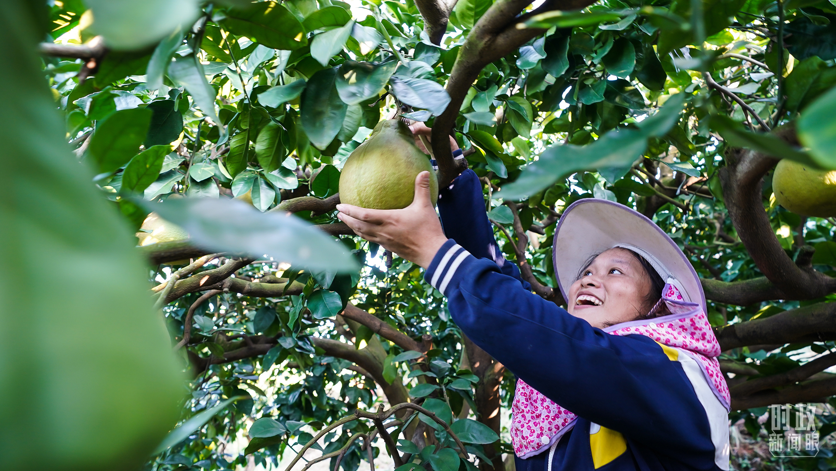 △金柚成为乡亲们的致富果。(总台记者李晋拍摄)