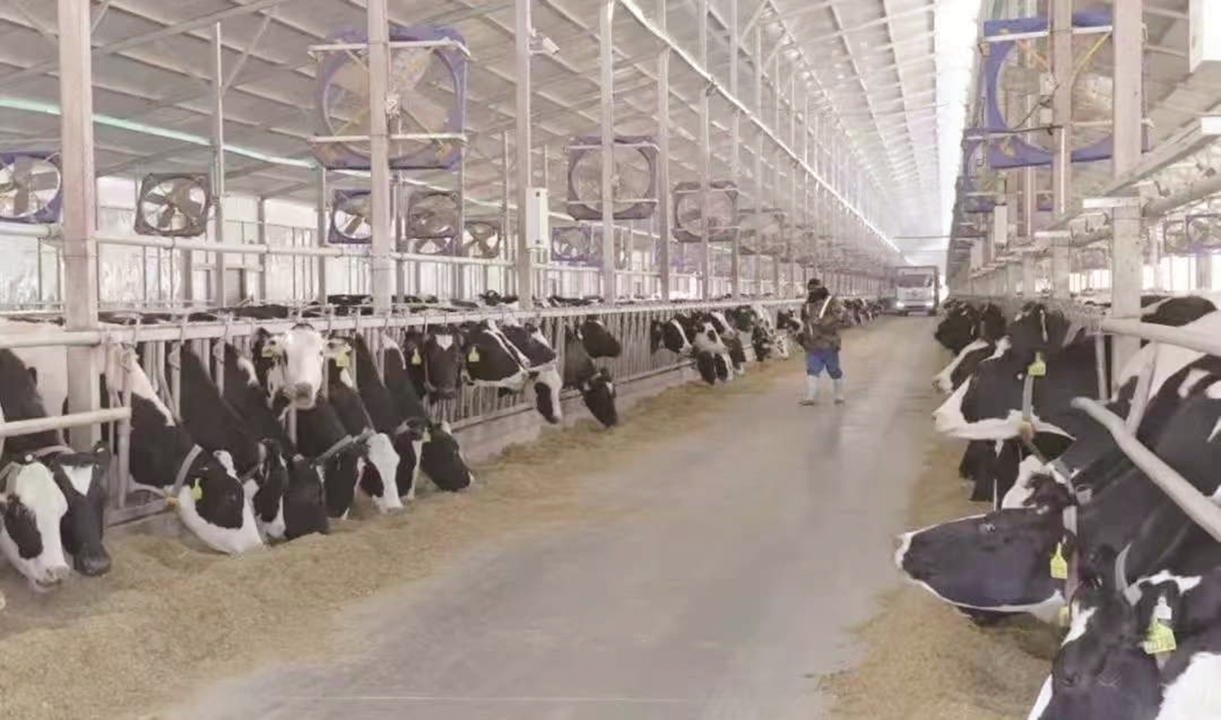 万头奶牛示范园区