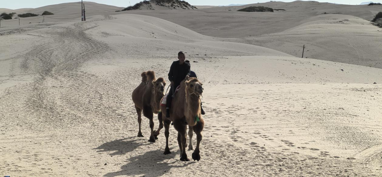 翁牛特旗布日敦嘎查合作社牧民骑乘骆驼