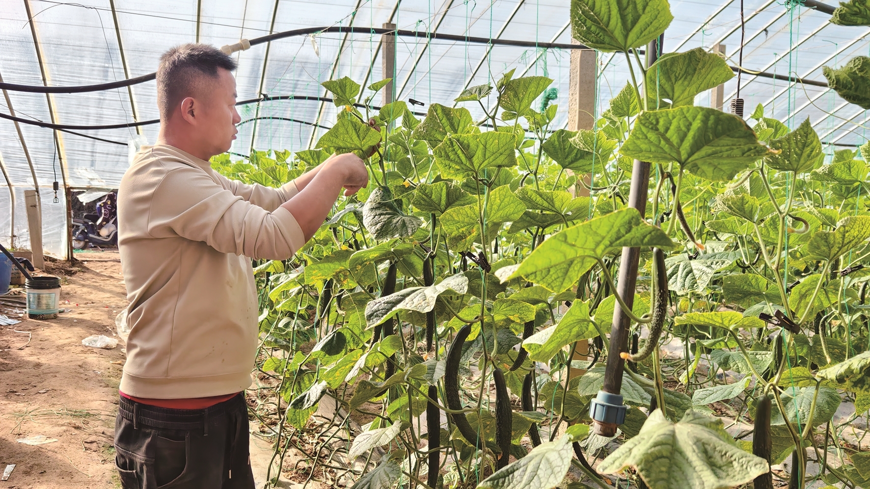 设施农业产业园里黄瓜长势良好