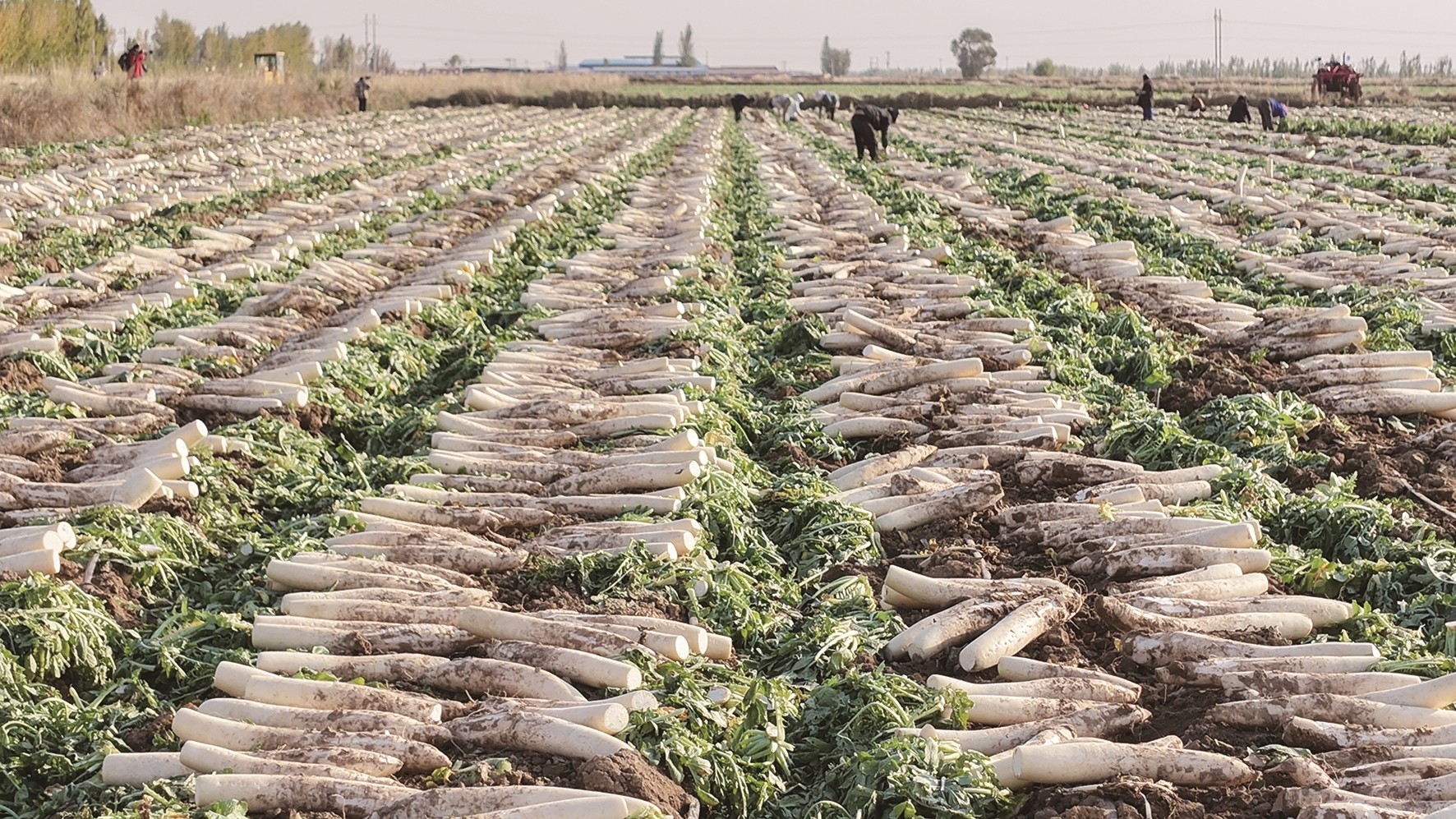 采收白萝卜