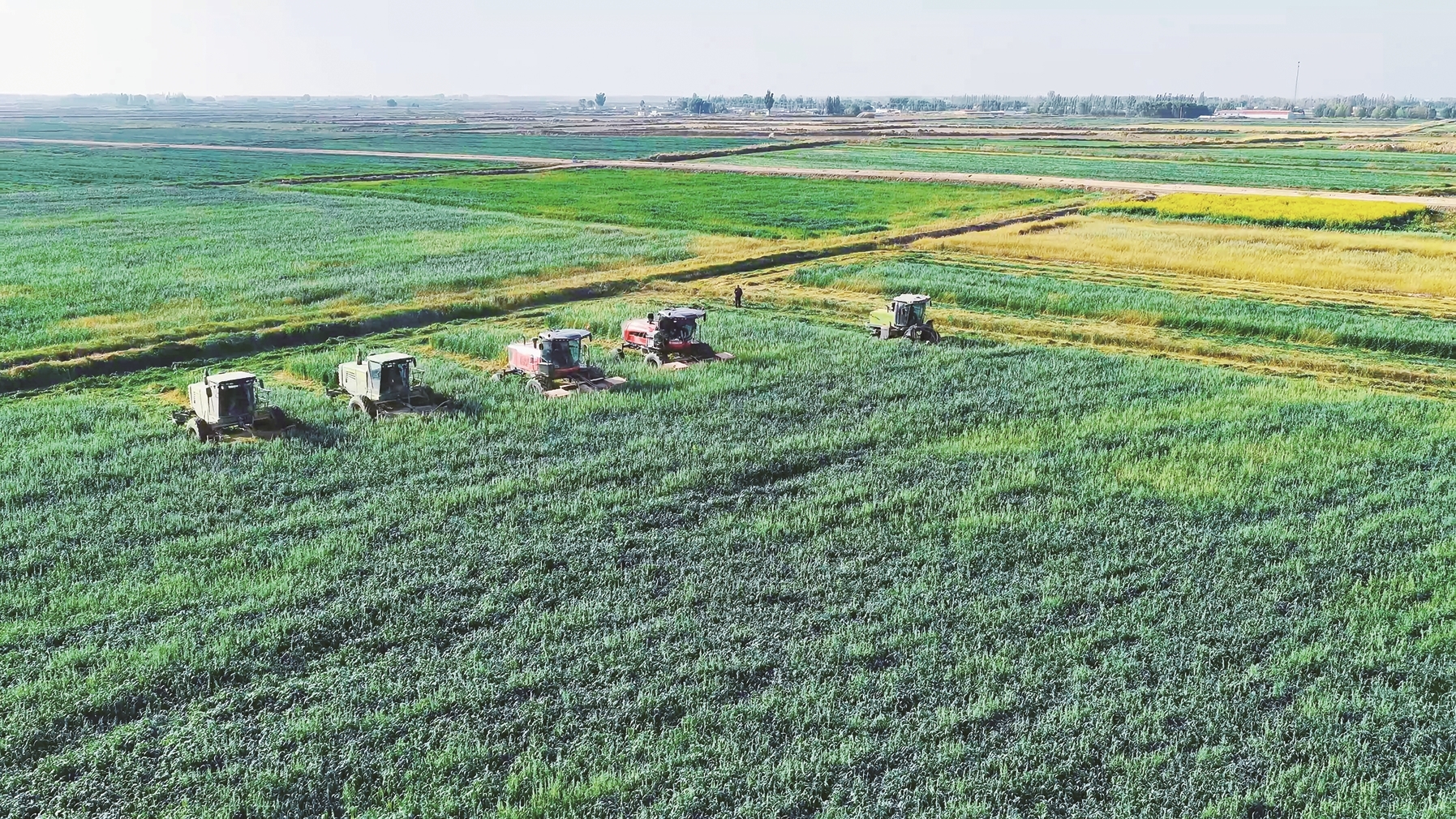 收获麦后复种燕麦草(资料图)