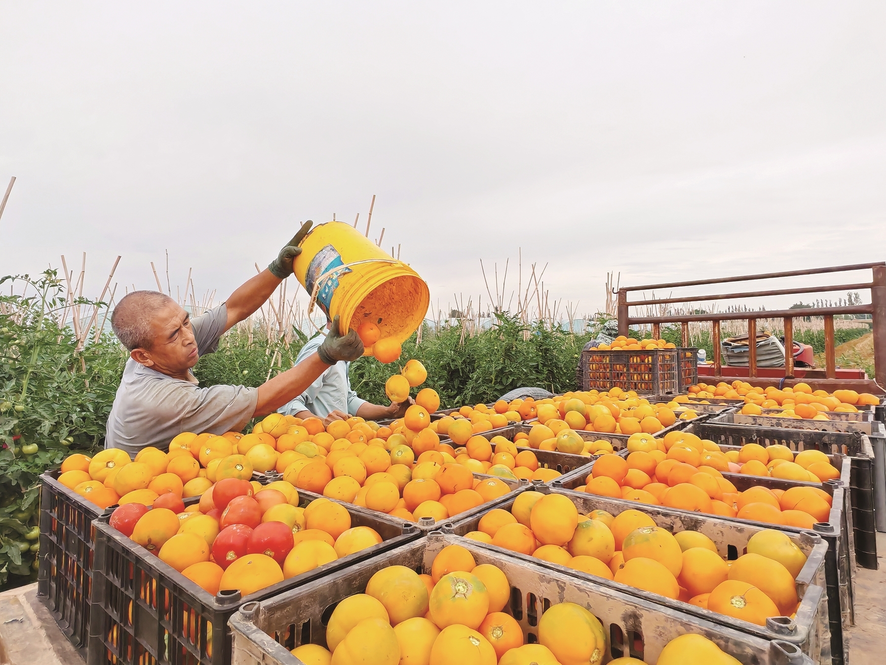 黄柿子丰收了(资料图)