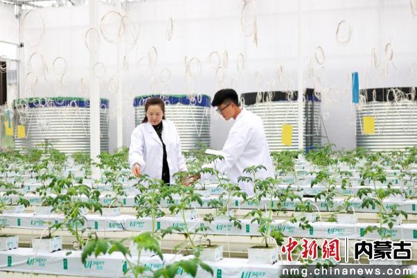 图为科研人员在进行株苗研发。