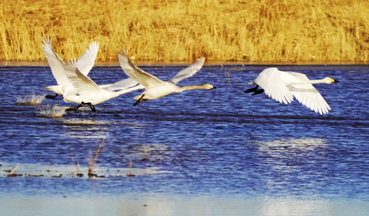 鸟儿振翅起飞 签约摄影师 宫荫梧 摄
