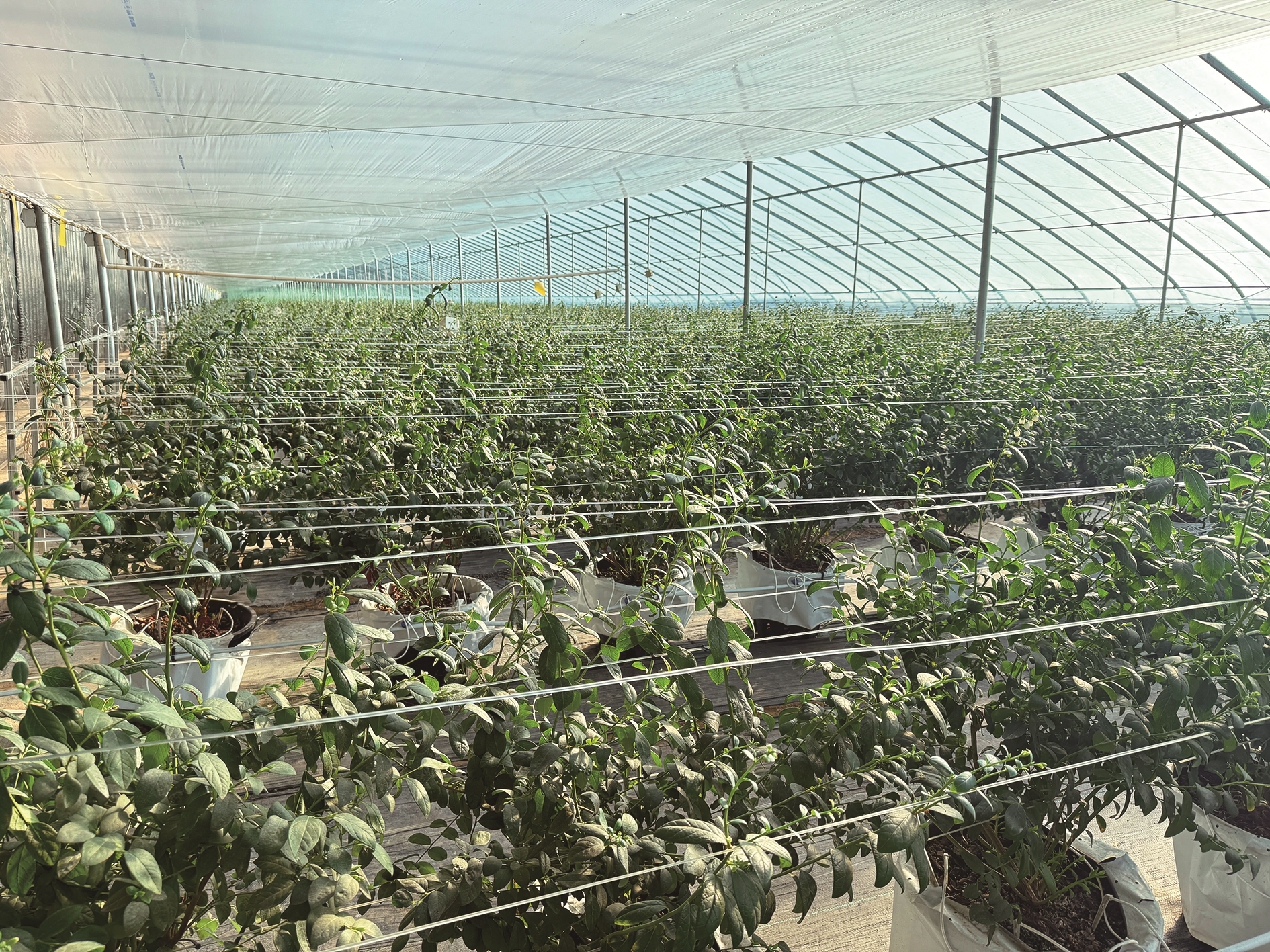 种植蓝莓的智能高温棚