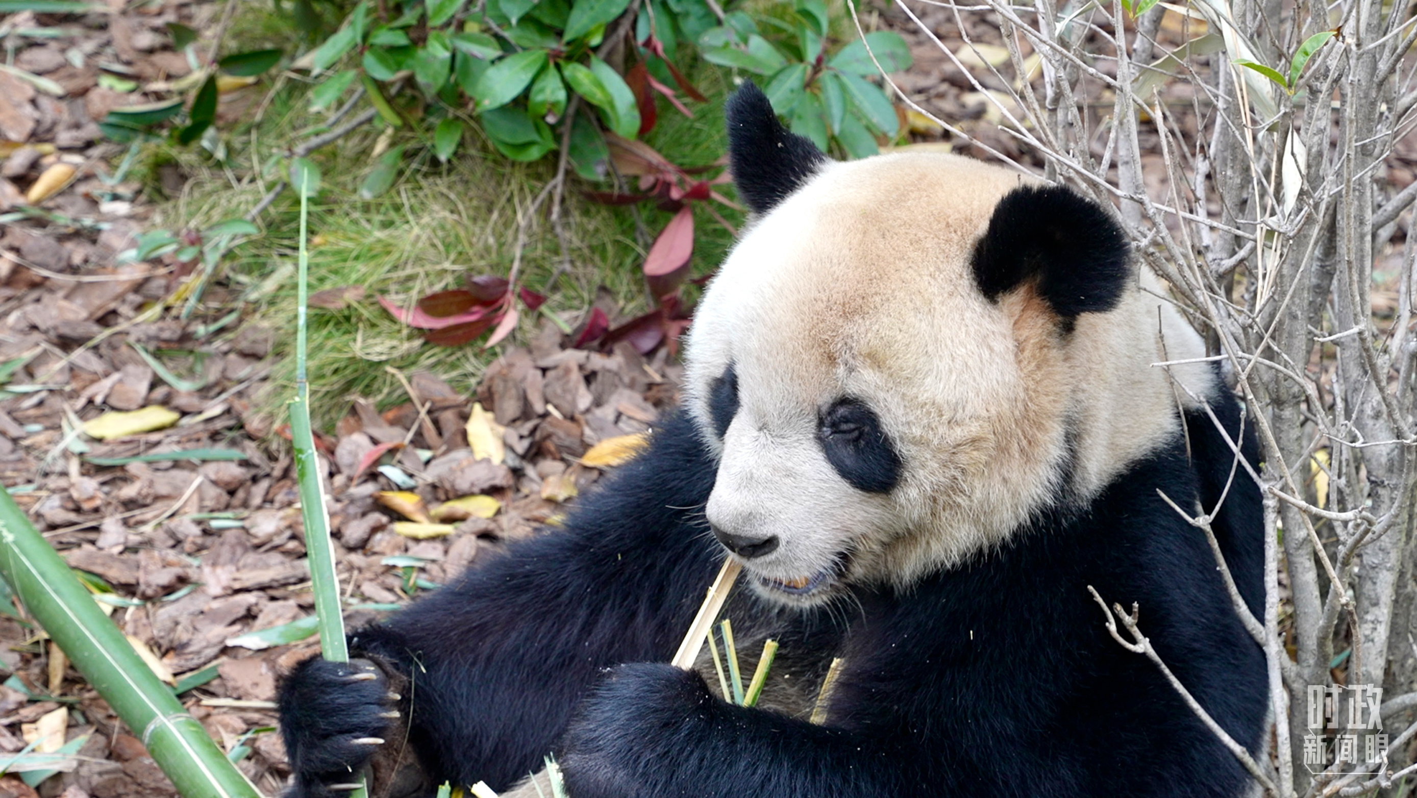 △“圆梦”是首只出生在法国的大熊猫。(总台央视记者卢心雨拍摄)