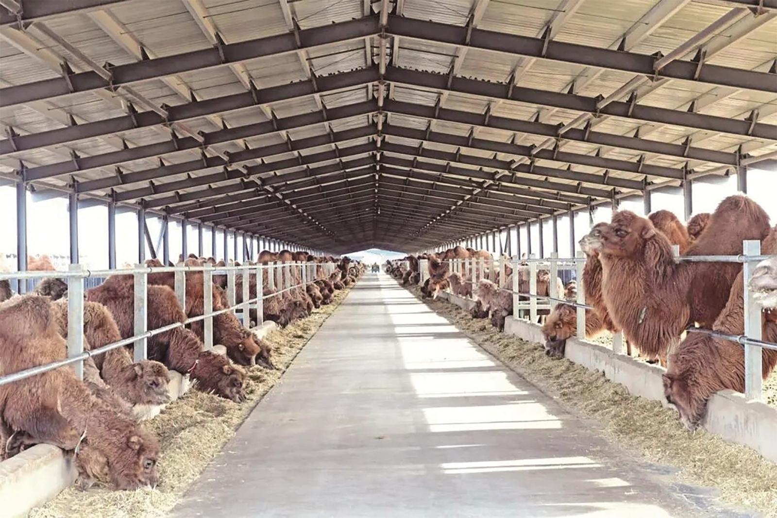 戈壁红驼养殖基地