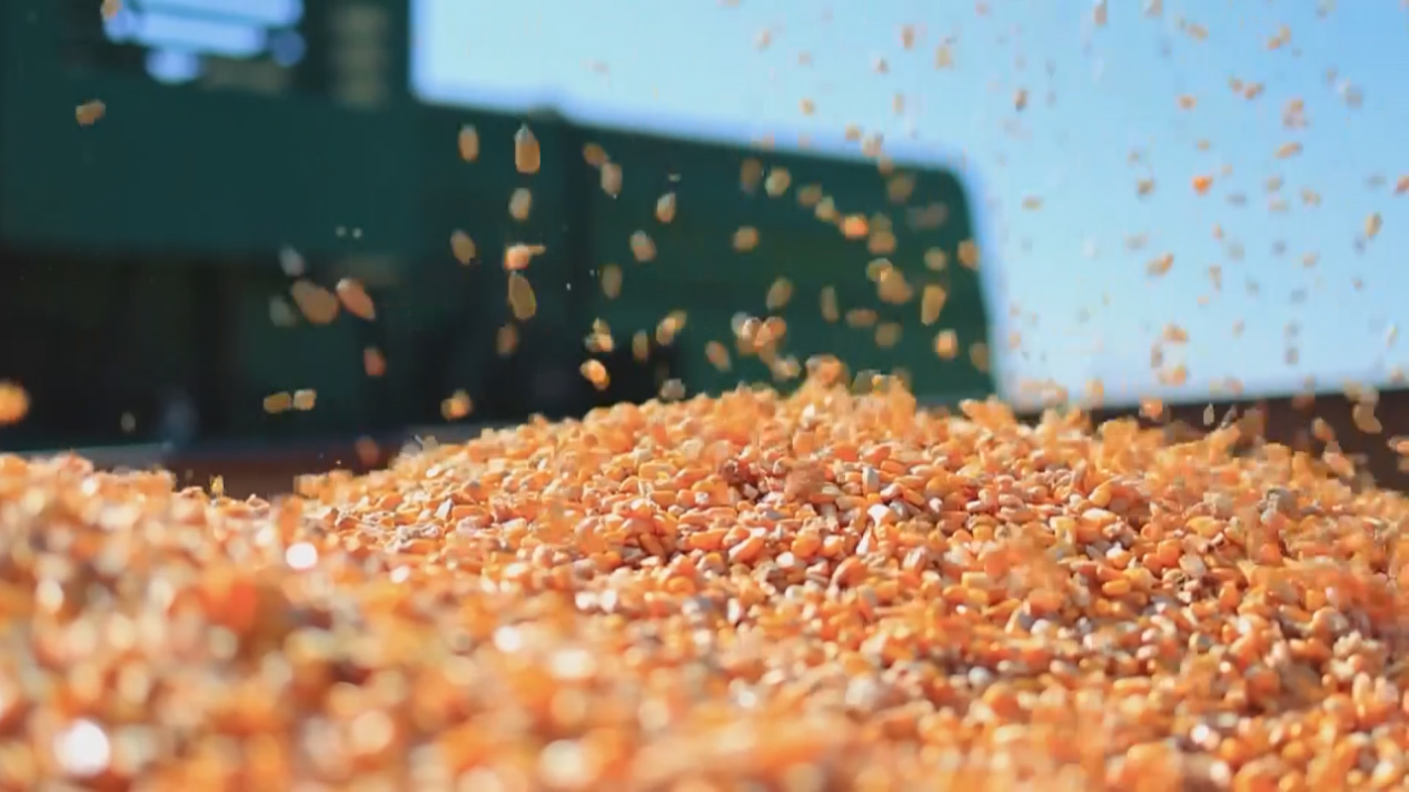 机器正在收玉米(王乌芸 摄)