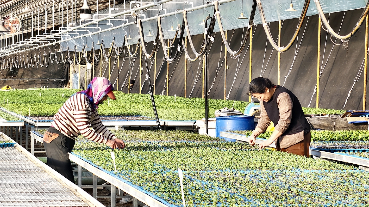 本报通讯员 王姝 摄