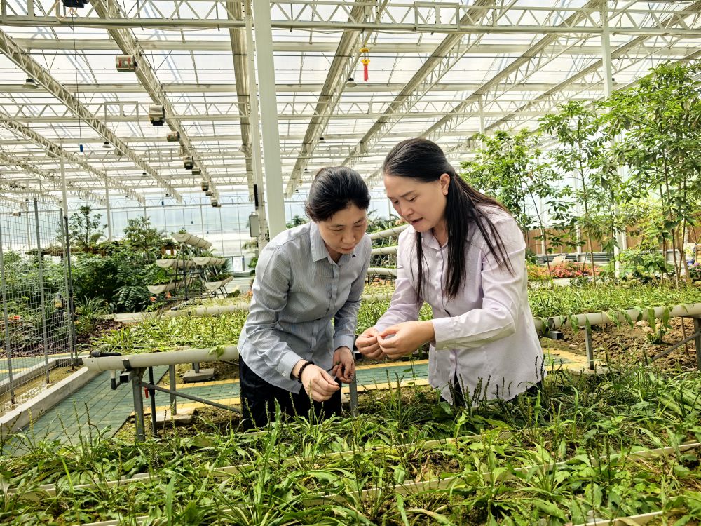 2025年9月,黄桂云(右一)与科研人员在察看太空育种丰都车前生长情况。(杨兰芳 摄)