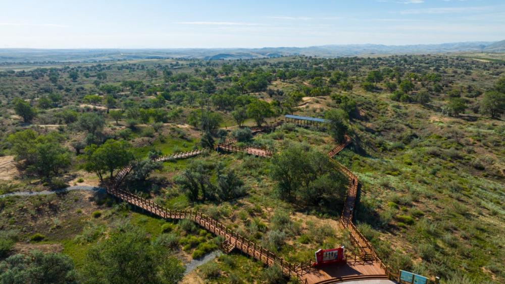 这是2025年7月22日拍摄的武威市古浪县八步沙林场。(武威市融媒体中心供图)