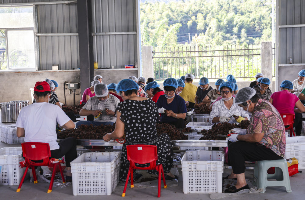 2025年9月17日,常口村村民在黄精加工厂清洗黄精。(董观生 摄)