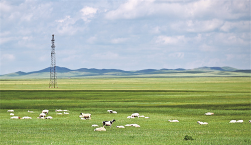 内蒙古锡林郭勒盟东乌珠穆沁旗草原绿草如茵,牛羊成群。新华社发