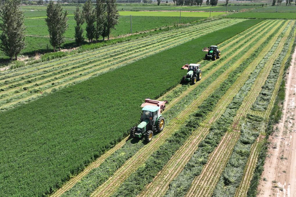 巴彦淖尔市磴口县紫花苜蓿种植基地收割苜蓿。新华社记者李云平 摄