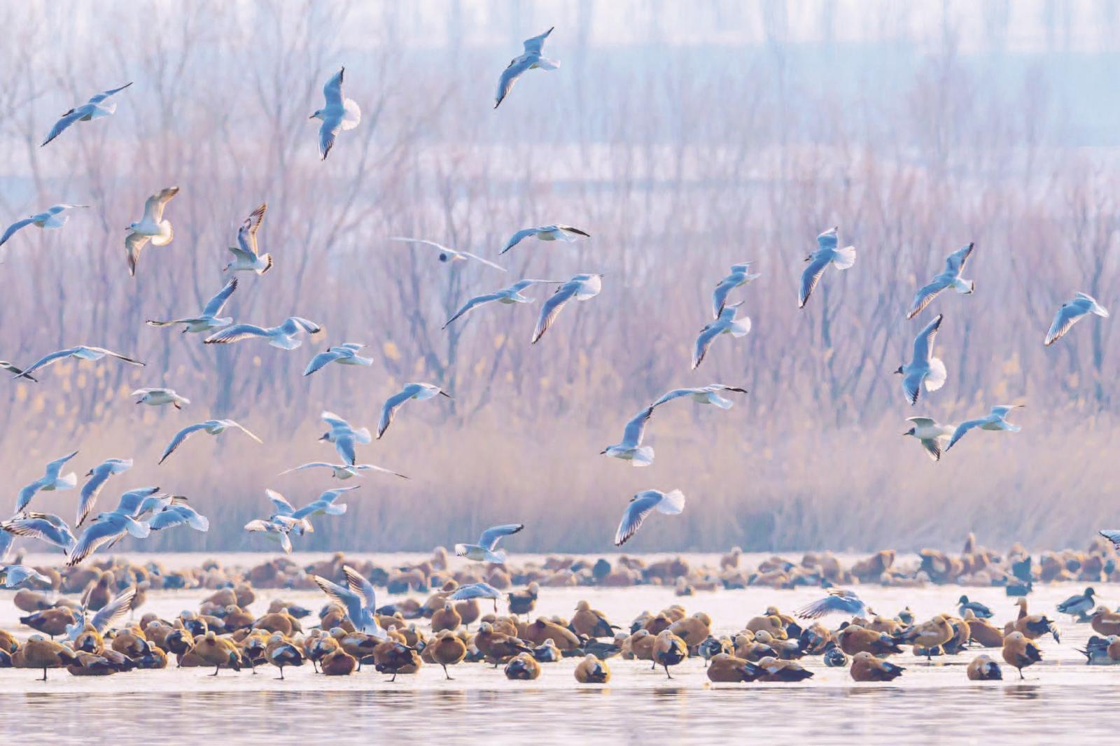 乌梁素海候鸟翔集
