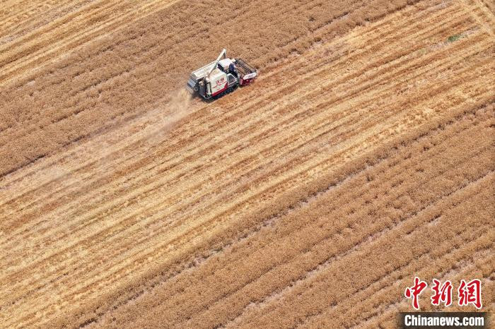 资料图:江苏南京,工作人员驾驶农机在江北一处田间收割小麦。(无人机照片)中新社记者 泱波 摄