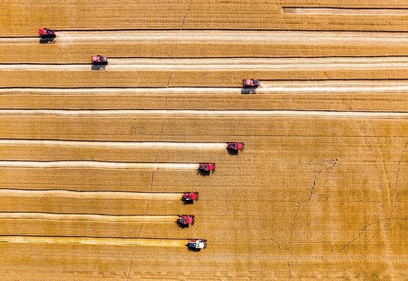 △2025年5月28日,联合收割机在山西运城的麦田里收割小麦。