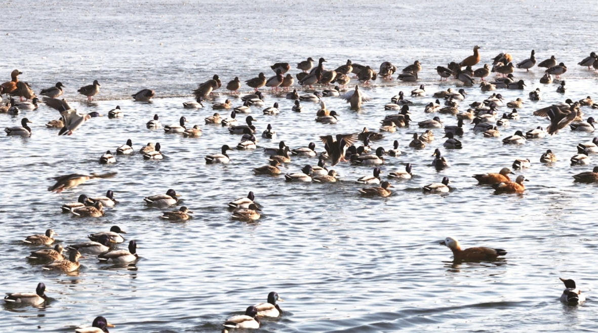 赤麻鸭在牧羊海游弋