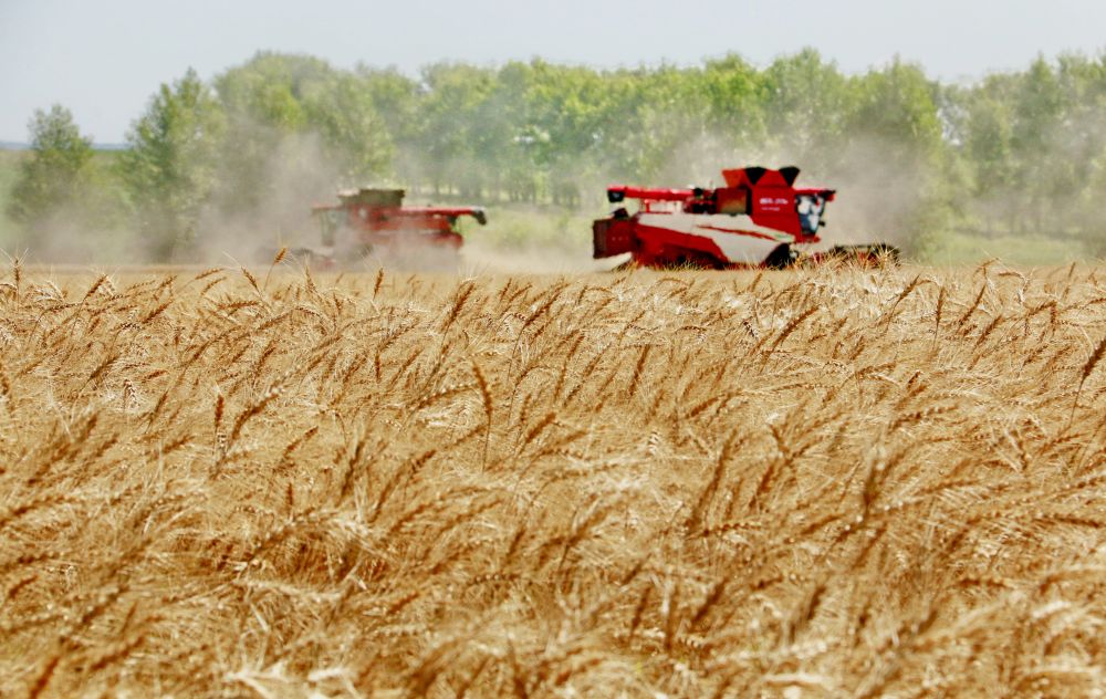 2025年8月5日,位于黑龙江省五大连池市的大庆油田农场调动多台联合收割机抢收小麦。新华社发(陆文祥 摄)