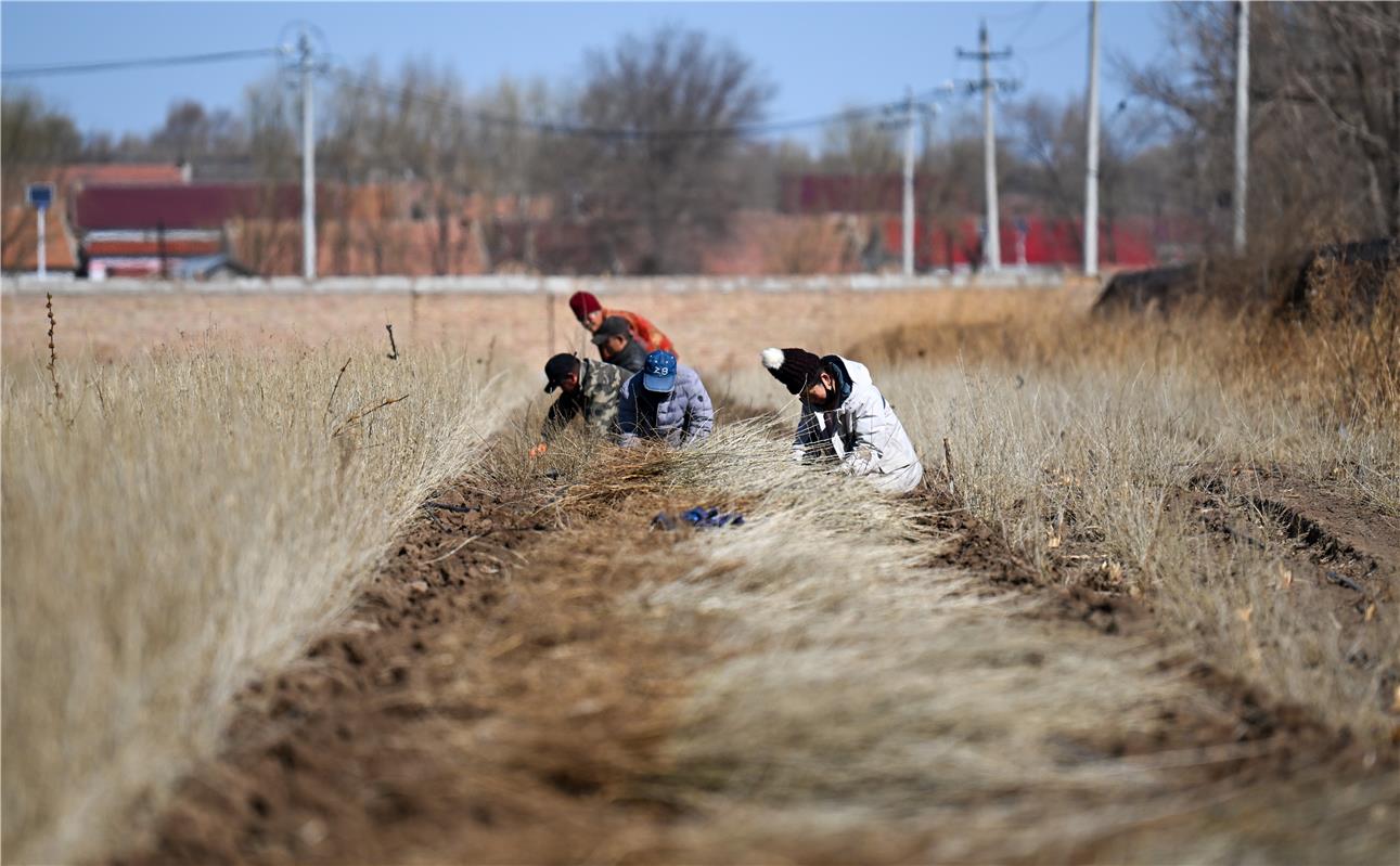 将苗木捆绑。 无效路径