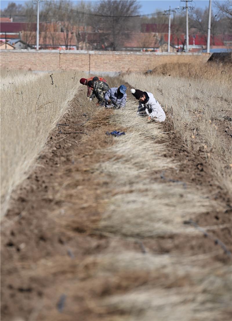 所产苗木用于科尔沁沙地综合治理。 无效路径