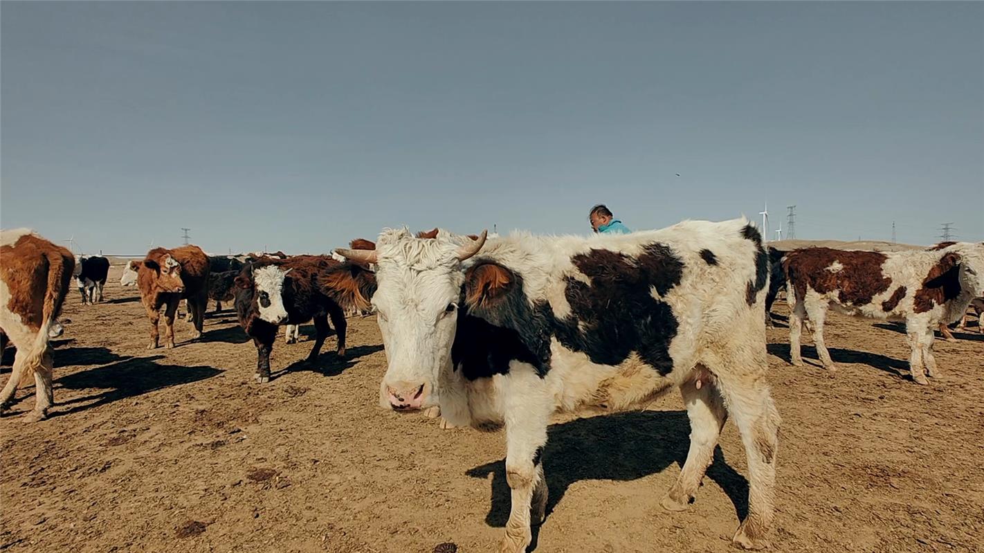 杨海旺自制的饲料成为牛羊的“美味”