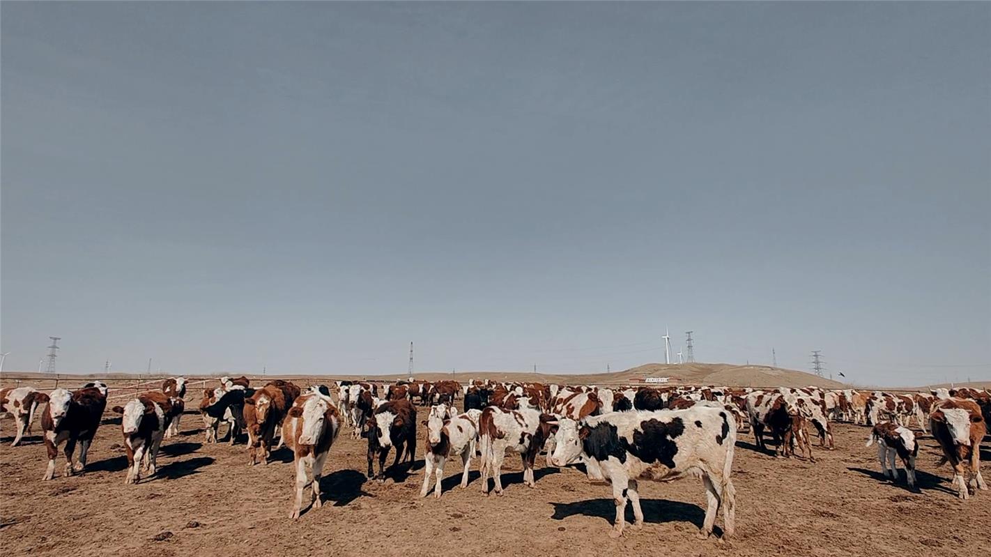 良友家庭农牧场的牛群