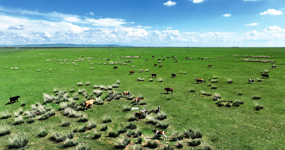 内蒙古锡林郭勒盟东乌珠穆沁旗草原鸟瞰(2025 年 7 月 10 日摄) 贝赫摄 / 本刊