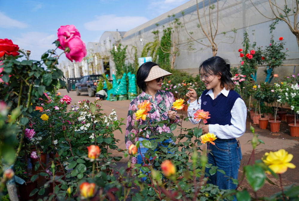 2025年4月11日,越南花商阮翠云(左)与翻译李青歌在云南昆明斗南一花卉基地内查看鲜花品质。2018年,阮翠云开始在越南销售云南花卉,让七彩“云花”成为众多越南家庭的“常客”。借助高效的电商平台和快捷的物流网络,鲜花从云南花田到河内货架实现了“次日达”。